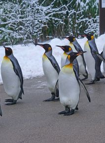 Penguin walks at Bazel Zoo. All to keep them healthy