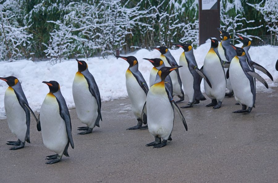 Penguin walks at Bazel Zoo. All to keep them healthy