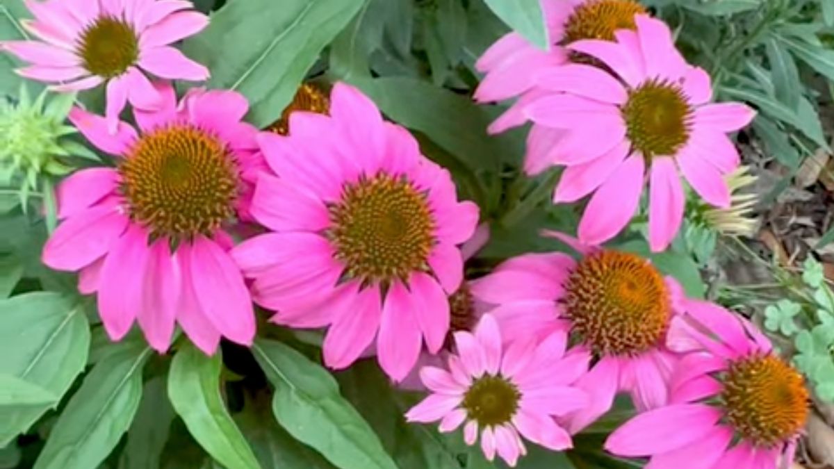 Jeżówka purpurowa od lat uznawana jest za jedną z najskuteczniejszych roślin wspierających odporność.