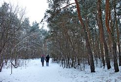 Lasek Bródnowski zimą (fotostory)