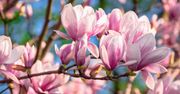 Cieszyn: Zakwitły słynne magnolie. Wyglądają przepięknie
