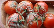 Mój dziadek był ogrodnikiem. Nigdy nie wyrzucał spleśniałych pomidorów, a sprytnie je wykorzystywał