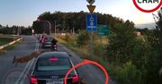 Sceny grozy na drodze. Sarny chciały pokonać ulicę