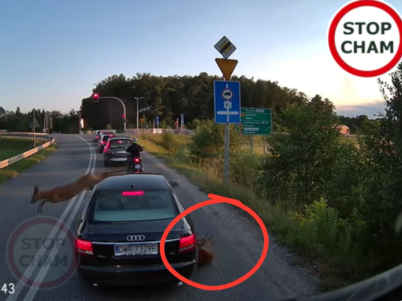 Do sieci trafiło zaskakujące nagranie z udziałem saren