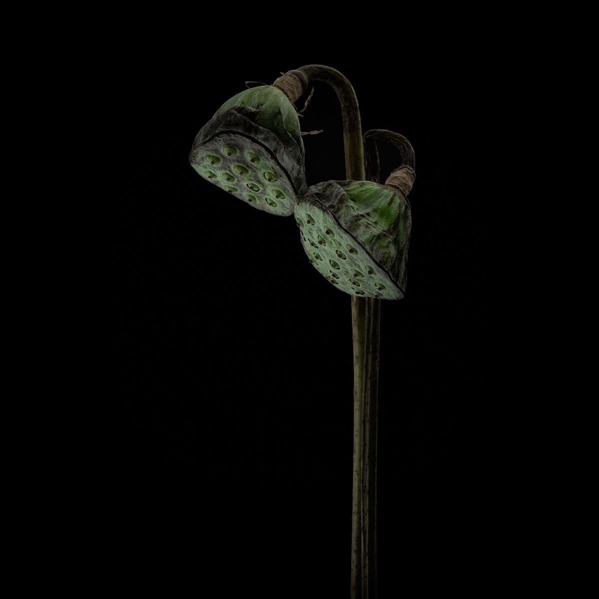Macro Art Photo Project 2019, czyli najpiękniejsze ujęcia makro 5
