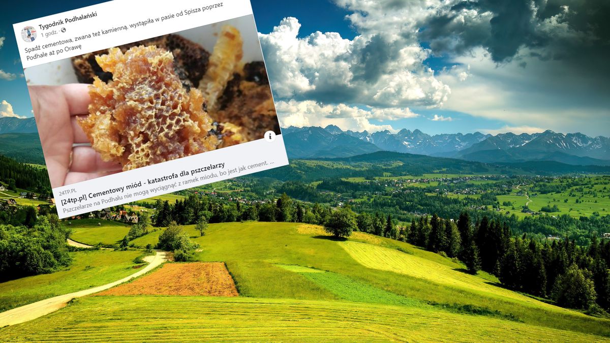 Dramat pszczelarzy z Podhala. Chodzi  o cementowy miód