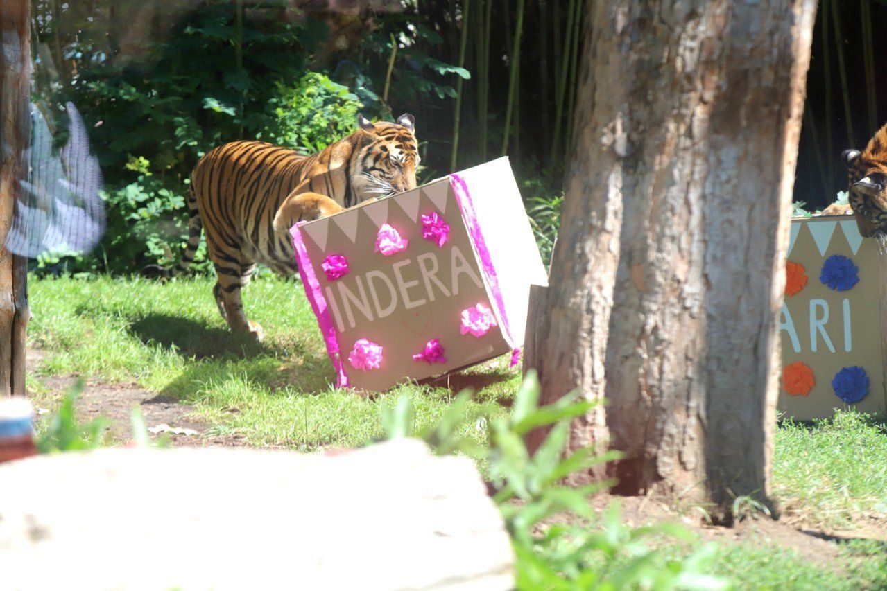 1. urodziny tygrysków we wrocławskim ZOO.