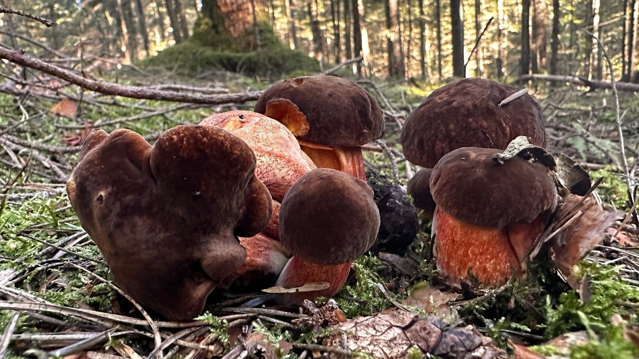Grzybiarze zdradzają najlepsze miejsca na grzybobranie w najbliższy weekend