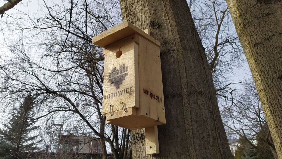 Katowice. Ptaki będą miały gdzie złożyć jaja.