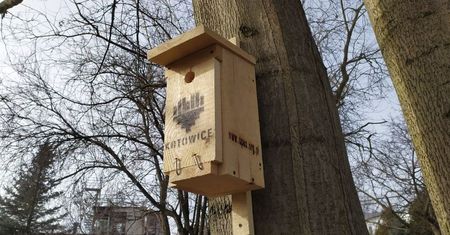 Katowice. Pomogą ptakom. W mieście zawiśnie 90 budek lęgowych