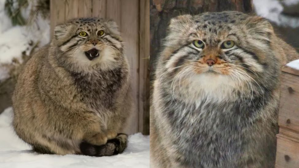 Zdechł kot z viralowego nagrania. Miał 13 lat