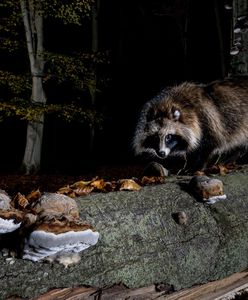 "Zorro" w polskich lasach. Inwazyjny gatunek ma się coraz lepiej