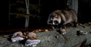 "Zorro" w polskich lasach. Inwazyjny gatunek ma się coraz lepiej