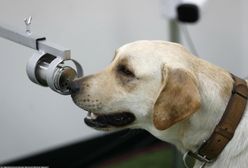 Niewidoma suczka zgubiła drogę do domu. Na szczęście przyszedł ratunek