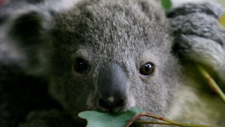 Koalom ze wchodniej Australii grozi wyginięcie?