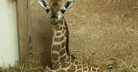 Wielkie święto w warszawskim zoo.  Żyrafa Pietruszka obchodzi urodziny