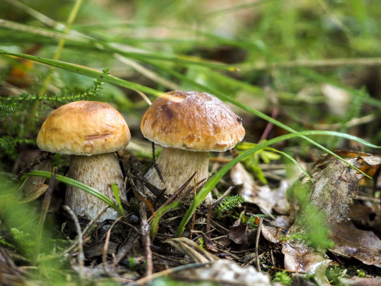 Białystok: Najlepsze miejsca na grzybobranie w regionie