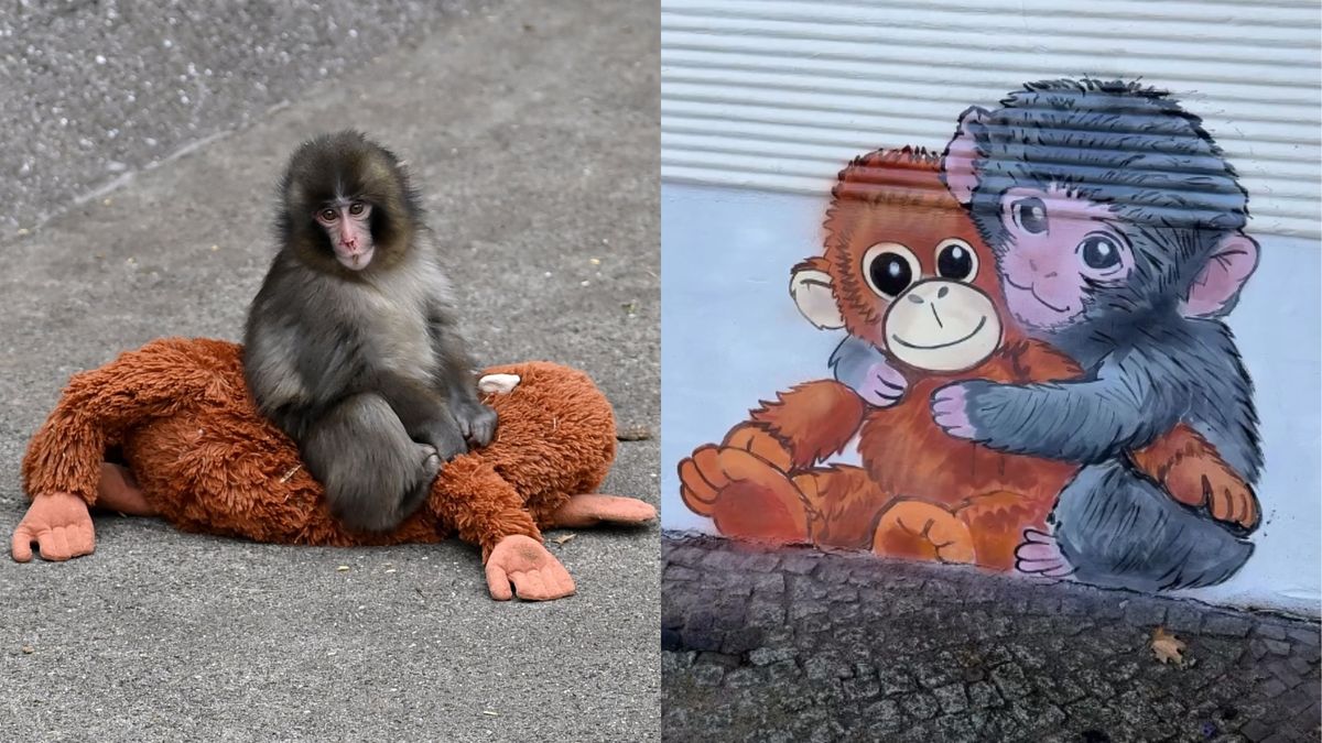 Małpka Punch i przedstawiające ją graffiti w Poznaniu