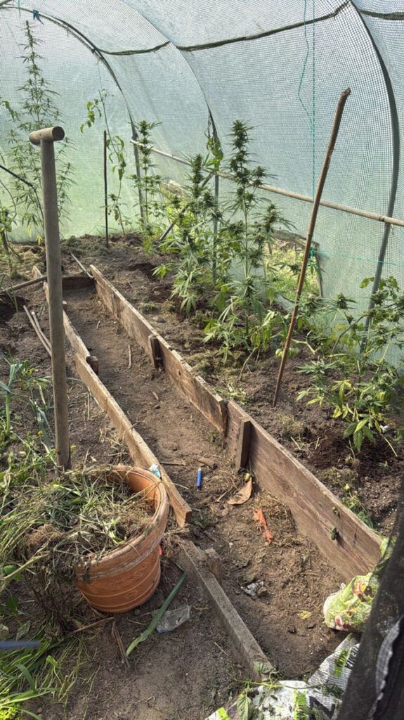 Pruszków: Zamiast warzyw w tunelach foliowych rosła marihuana