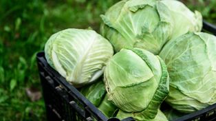 Wysłali kapustę do Polski. Import o wartości 84 mln zł. Skąd pochodzi?