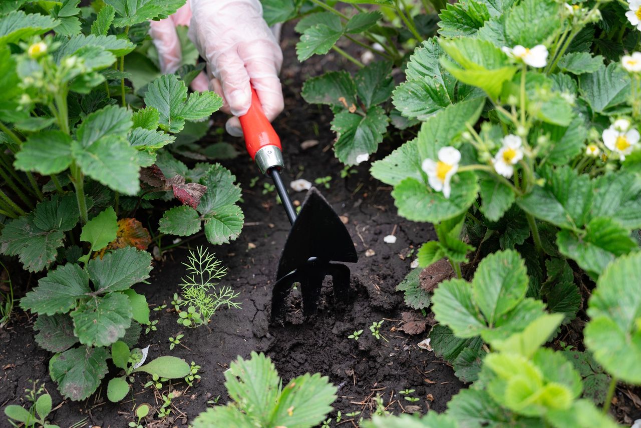Masz truskawki w ogrodzie? Te prace zrób w lutym