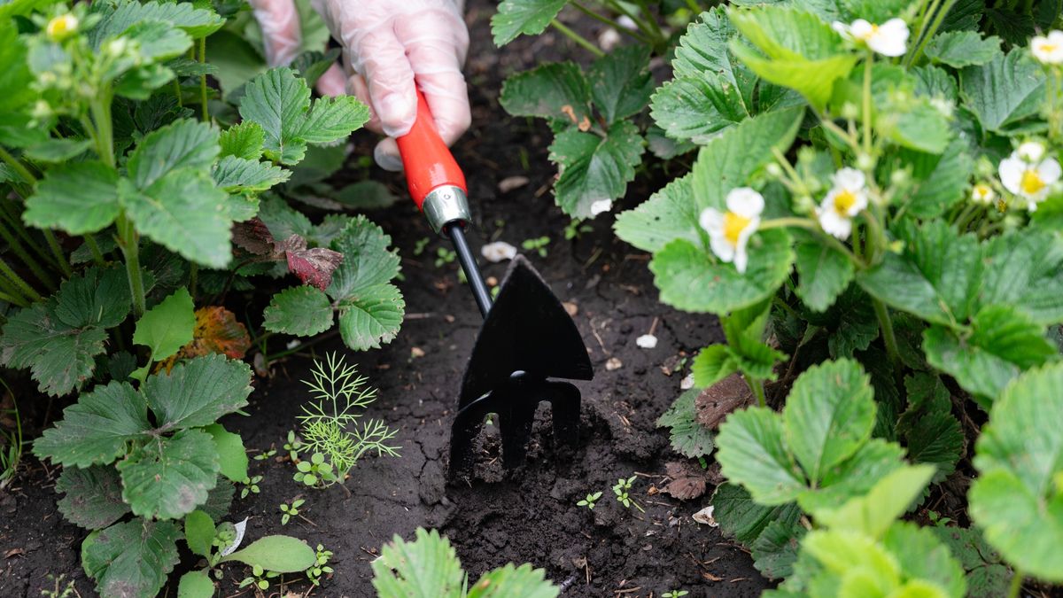 Jak zadbać o truskawki wiosną?