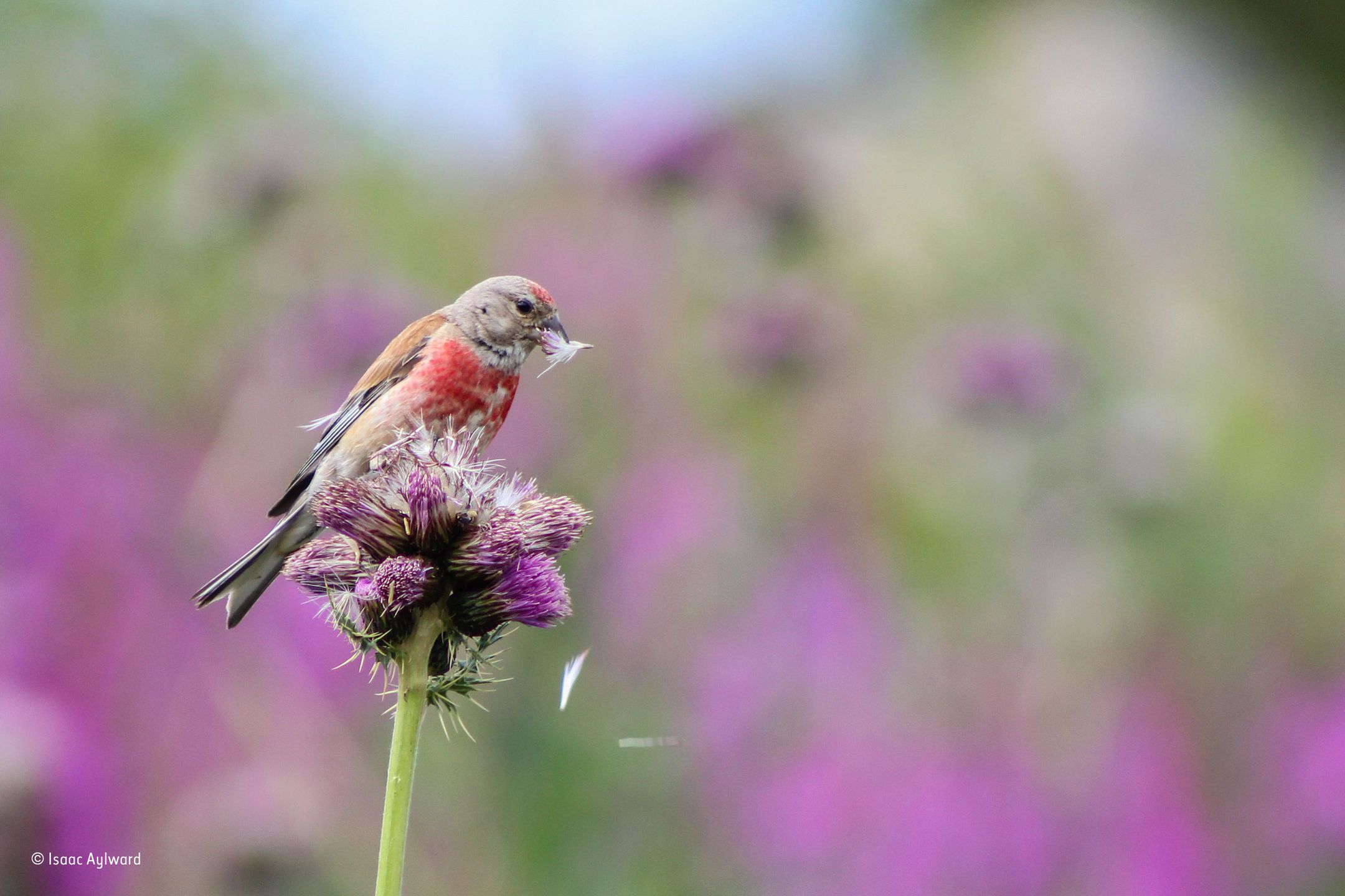 Fotografie finalistów Wildlife Photographer of the Year 2016 pokazują zachwycające piękno przyrody 11