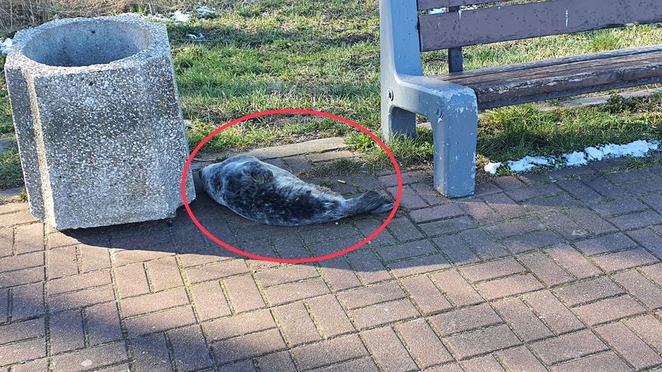 Foka została znaleziona nad Opływem Motławy