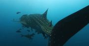 Megalodon miał 16 metrów długości. Naukowcy ustalili rozmiary giganta