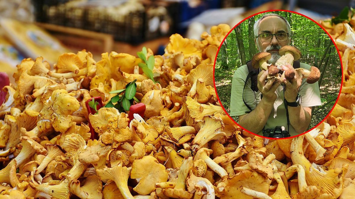 Czy na grzybach można zarobić? Specjalista wyjaśnia