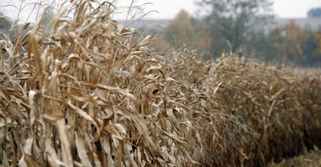 Kukurydza nie schodzi z pola. Ten sezon jest inny i może dużo kosztować
