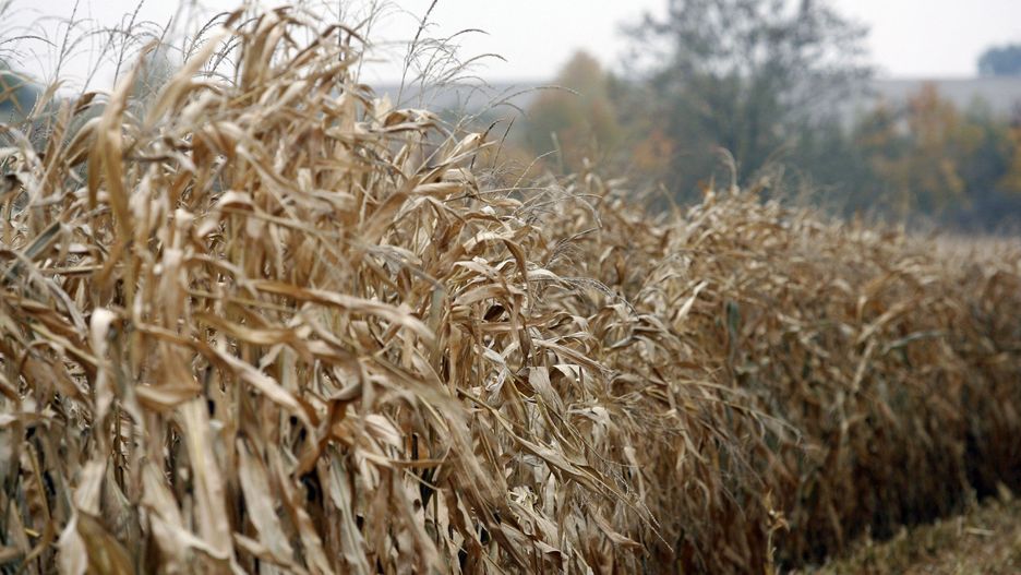 W części kraju rolnicy czekają jeszcze ze zbiorem kukurydzy.