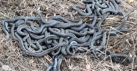 Australia żyje jak w horrorze. Po pladze myszy przyjdą węże?