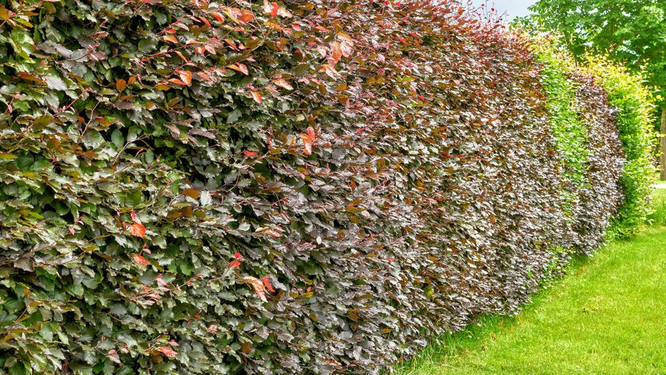 Jak zadbać o żywopłot z buka? - zdjęcie ilustracyjne