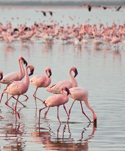 Koszmar w Brazylii. 172 flamingi nie żyją po ataku rozwścieczonych jaguarów