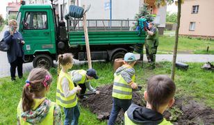 Katowice. Łatwy sposób na zielone otoczenie