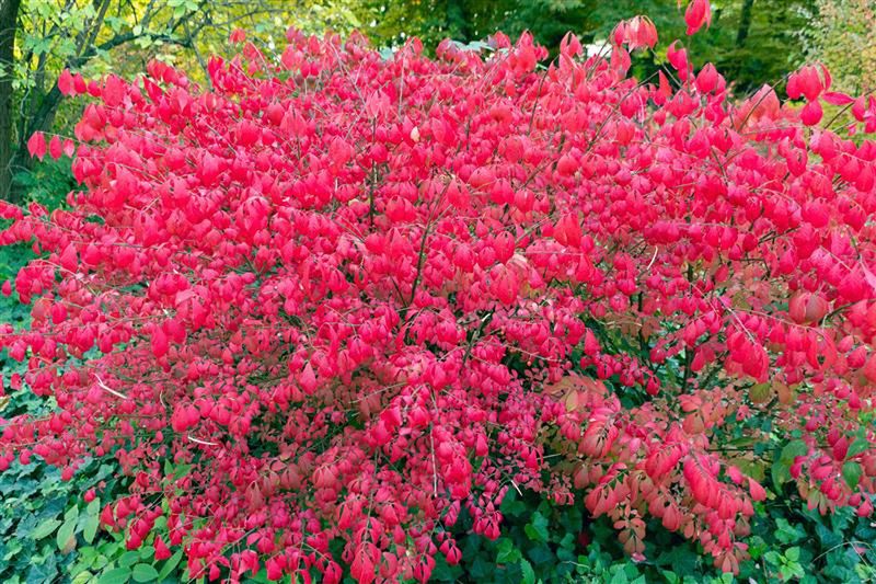 "Płonący krzew" to hit jesiennego ogrodu. Zachwyca kolorem jak żaden