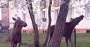 Łosie pojawiły się na osiedlu w Helu. Czy dostaną imiona?