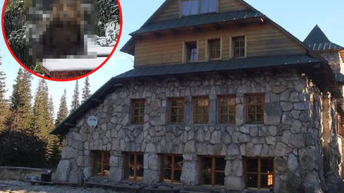Niedźwiedź w słynnym schronisku. "Klient przyszedł, a obsługi brak!"