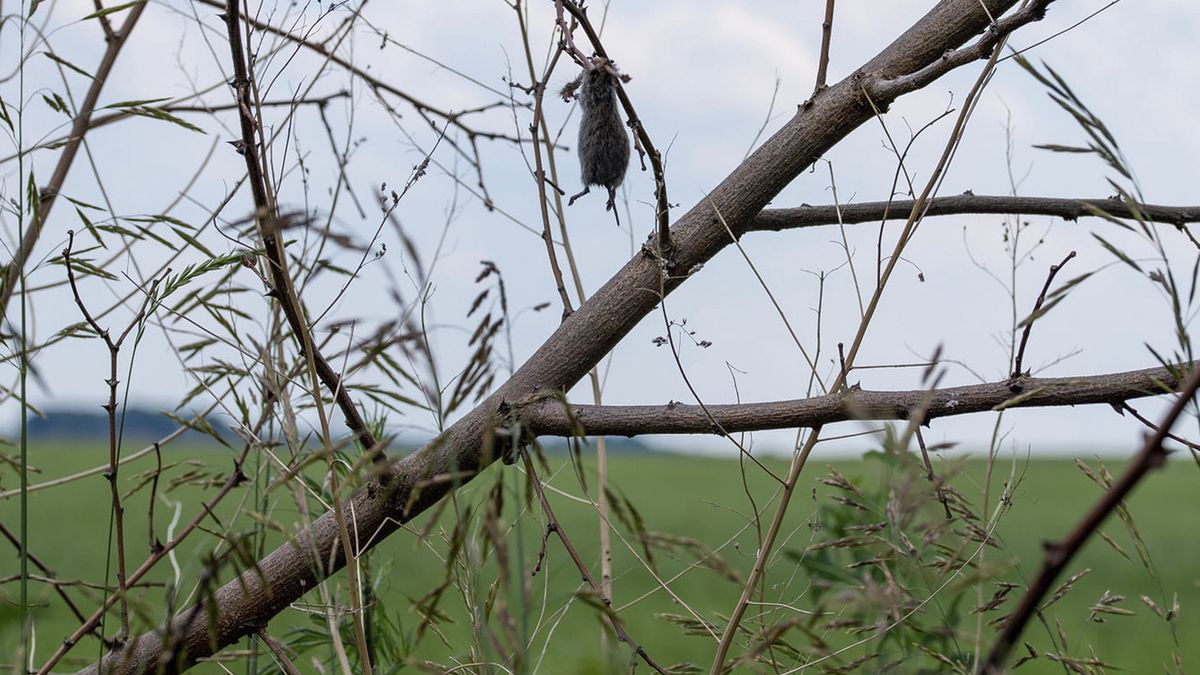 W opolskim lesie można natknąć się na martwe zwierzęta ponabijane na gałęzie drzew