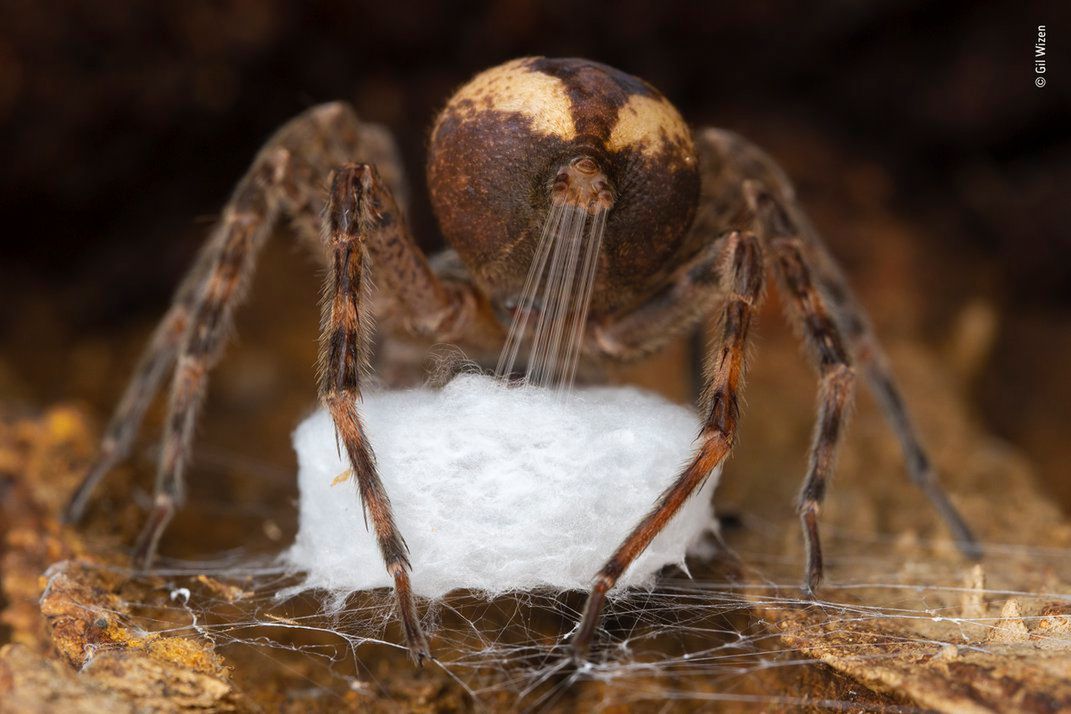 Wildlife Photographer of the Year 2021. Oto zwycięskie zdjęcia 8