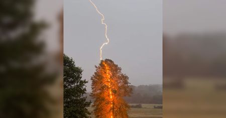 Zdjęcie jedno na milion. Kobieta ujęła piorun uderzający w drzewo
