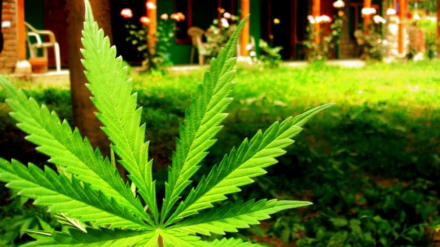 Zamiast rozwijać farmy, chcą hodować maryśkę 1