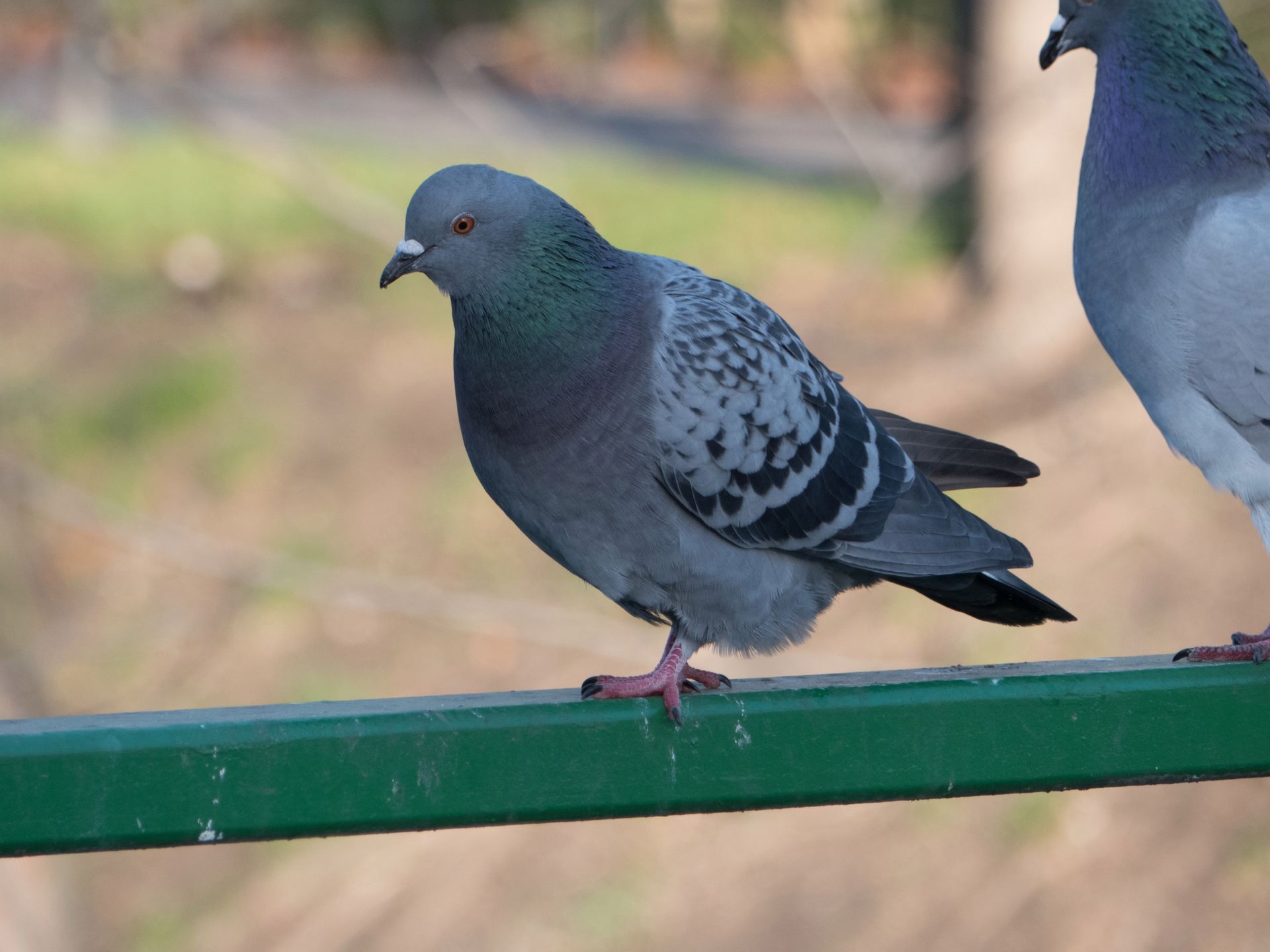 Panasonic Lumix FZ300 - test aparatu z ogniskową 600 mm, światłem f/2.8 i filmami 4K 89