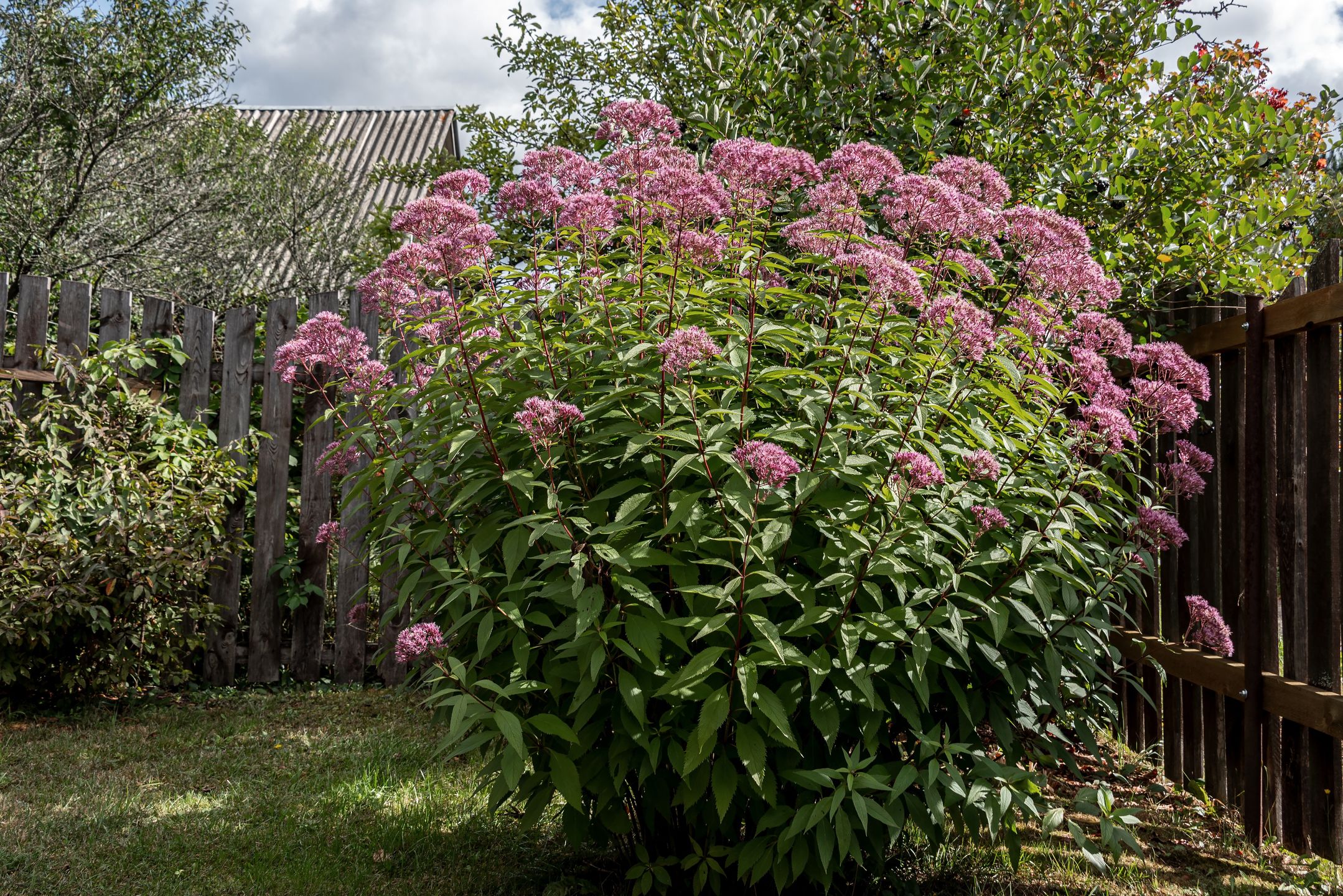 Andrey Nikitin
Снопок, +SS, +iS, eupatorium, flower, bloom, garden, lilac, background, purple, environment, color, asteraceae, astrocities, beautiful, beauty, blooming, no people, blossom, boneset, botanical, botany, close up, closeup, colorful, eupatorium purpureum, eutrochium, flora, floral, green, herb, isolated, joe-pye, maculatum, natural, nature, outdoor, perennial, petal, pink, plant, pretty, purpureum, summer, violet, weed