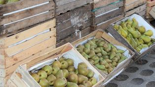 Przedświąteczne ceny gruszek na rynkach hurtowych (11.12.2025)