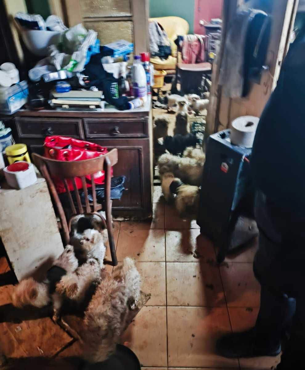 71-latka przetrzymywała w domu 39 psów