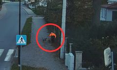 Chłopiec szedł chodnikiem. Kierowca uratował go przed atakiem psów