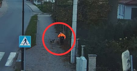 Chłopiec szedł chodnikiem. Kierowca uratował go przed atakiem psów