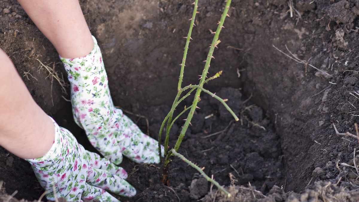 Hands planting seedlings
Hands of planting seedlings
andrei_md
